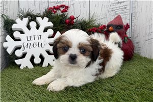 Forrest - Shih Tzu for sale