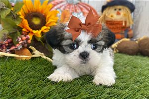 Karita - Shih Tzu for sale
