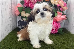 Zack - Shih Tzu for sale