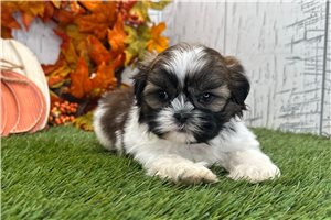 Wilma - Shih Tzu for sale