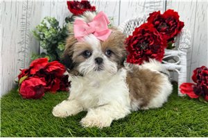 Gemma - Shih Tzu for sale