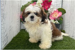 Thea - Shih Tzu for sale