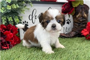 Nico - puppy for sale