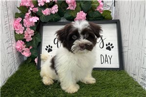 Leon - Shih Tzu for sale