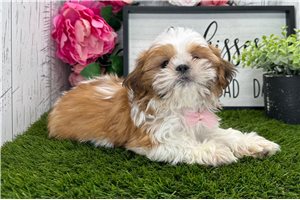 Warren - Shih Tzu for sale