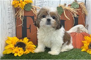 Teesha - Shih Tzu for sale
