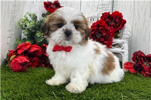 Isaac - Shih Tzu for sale