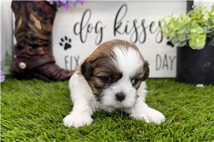 Isabella - Shih Tzu for sale