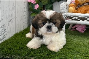 Michelle - Shih Tzu for sale