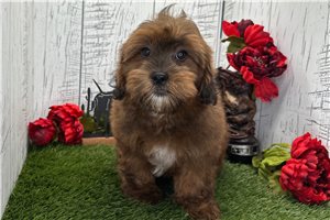 Norman - puppy for sale