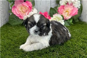 Lennon - puppy for sale