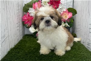 Todd - Shih Tzu for sale
