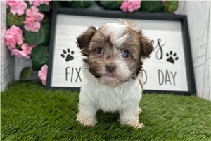 Frankie - puppy for sale