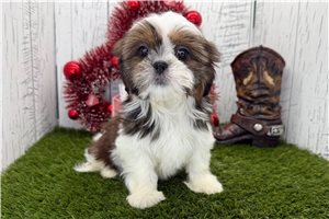 Fauna - puppy for sale
