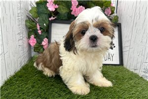 Steve - Shih Tzu for sale