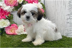 Solomon - Shih Tzu for sale
