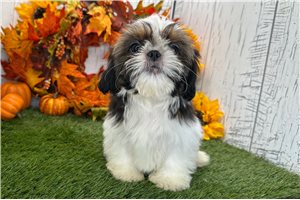Brady - Shih Tzu for sale