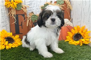 Blaire - Shih Tzu for sale