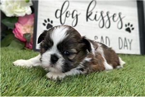 Oscar - puppy for sale