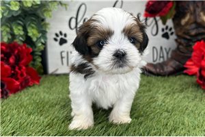 Nemo - puppy for sale