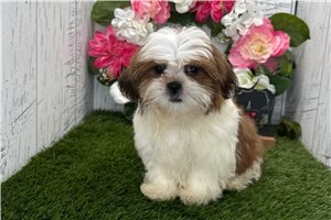 Tennessee - Shih Tzu for sale