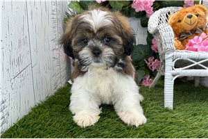 Matthew - Shih Tzu for sale