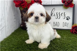 Simon - puppy for sale