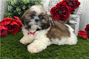 Gage - Shih Tzu for sale