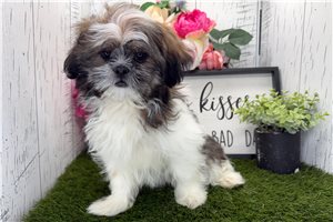 Finn - Shih Tzu for sale