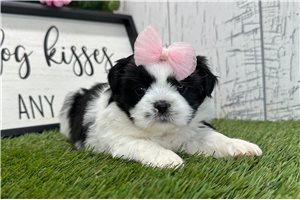 Erica - puppy for sale