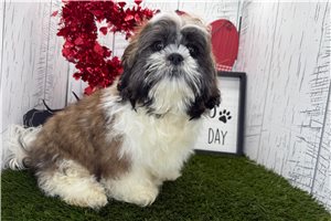 Gordy - puppy for sale