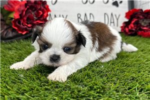 Griffin - Shih Tzu for sale