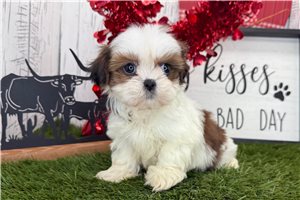 Zinnia - Shih Tzu for sale