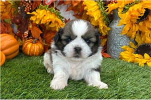 Titus - Shih Tzu for sale