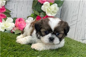 Michelle - puppy for sale