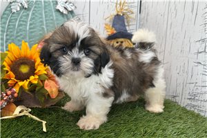 Wendell - Shih Tzu for sale