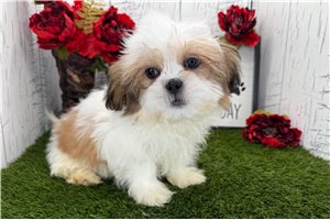 Felix - Shih Tzu for sale