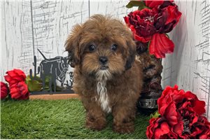Natalia - puppy for sale