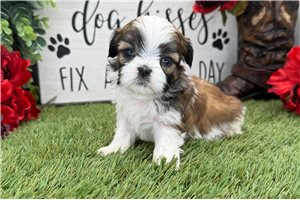 Liza - Shih Tzu for sale