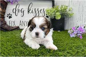 Ivory - puppy for sale