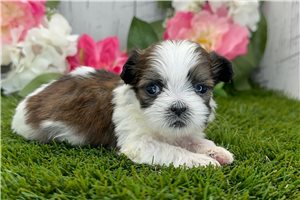 Lane - Shih Tzu for sale