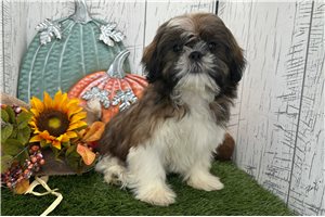 Bronson - Shih Tzu for sale