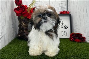 Fortuna - puppy for sale