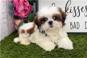 Zinnia - Shih Tzu for sale