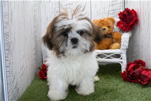 Isabella - Shih Tzu for sale