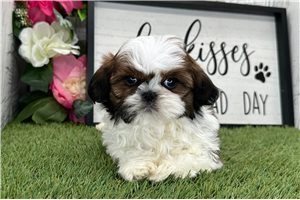 Meeko - Shih Tzu for sale