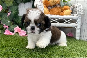 Brady - Shih Tzu for sale