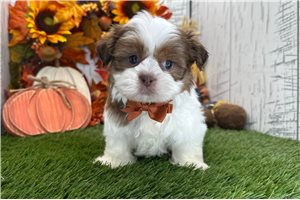 Dusty - puppy for sale