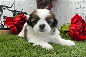 Creek - puppy for sale