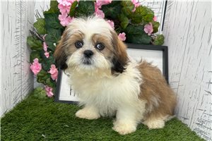 Ryan - puppy for sale